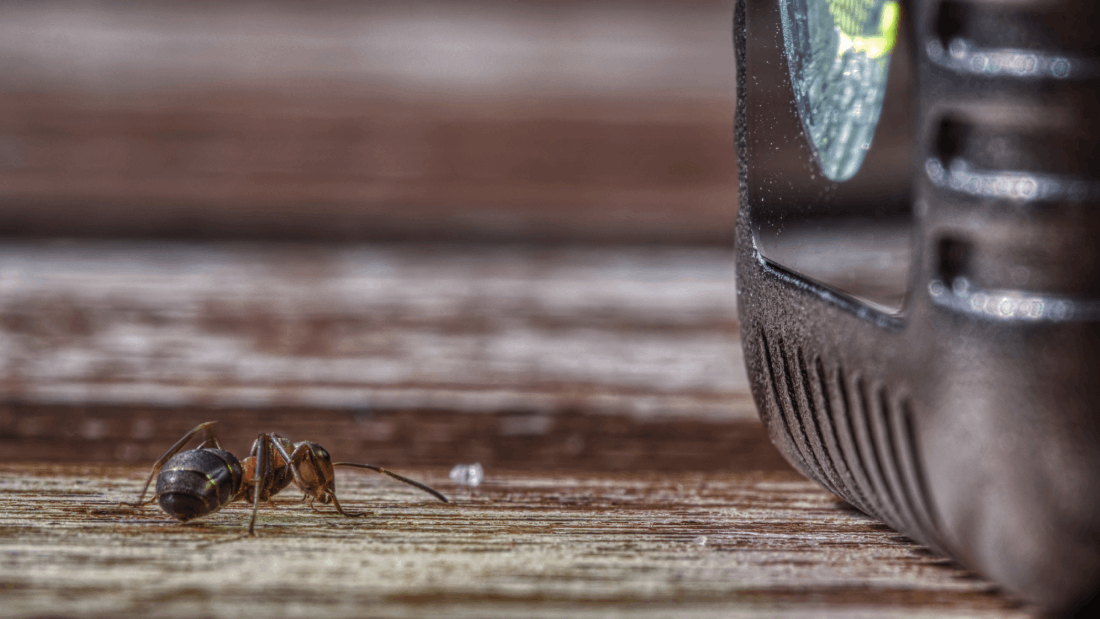 Carpenter Ant Management Companies in Salt Lake City